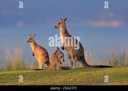 Canguro grigio gigante orientale (Macropus giganteus), adulto, femmina, madre con giovane, gruppo, tre animali, comportamento sociale, in un prato, Maloney Foto Stock