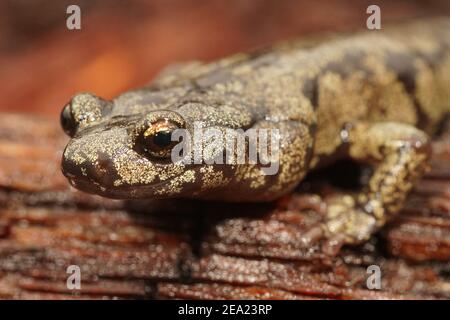 Primo piano della testa di un colorato Aneides ferreus , salamandra nuvolosa Foto Stock