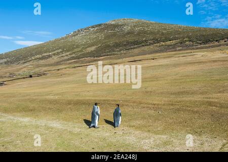 Re pinguini (Atenodytes patagonicus), isola di Saunders, Falklands, Sud America Foto Stock