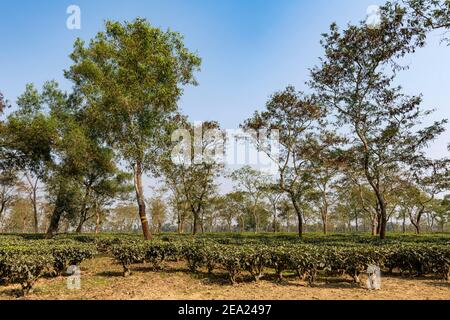 Campi da tè su una piantagione di tè, Assam, India Foto Stock