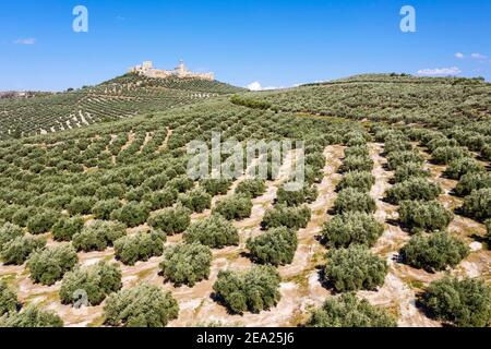 Olivi coltivati (Olea europaea) circondano il castello la Mota in Alcala la Real, vista aerea, drone shot, provincia di Jaen, Andalusia, Spagna Foto Stock