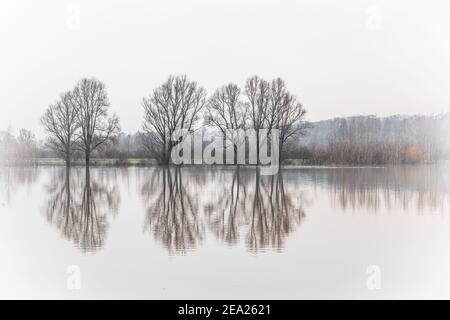 Alberi allagati in pianure alluvionali lungo il fiume Reno vicino a Wageingen e Renkum in Gelderland nei Paesi Bassi. Foto Stock
