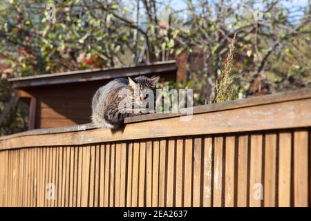 Gatto su una recinzione in villaggio. Villaggio gatto su una vecchia recinzione di legno sullo sfondo di case di campagna Foto Stock