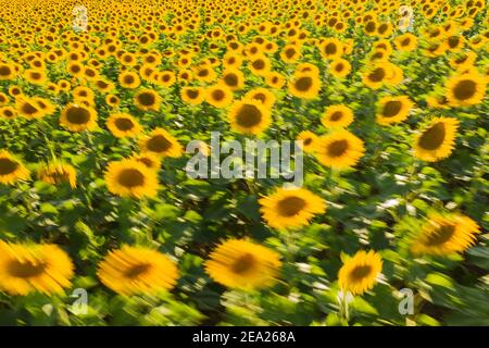 Coltivazioni e casali di girasole (Helianthus annuus), in una giornata ventosa, vista aerea, colpo di drone, provincia di Cordoba, Andalusia, Spagna Foto Stock