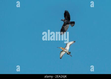 godwit dalla coda nera (Limosa Limos) allontana jackdaw, nido predatore, uccello prato, Oldenburg Muensterland, Germania Foto Stock