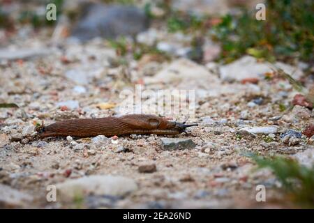 Terra slug, guscio-less gasteropodi molluschi terrestri Foto Stock