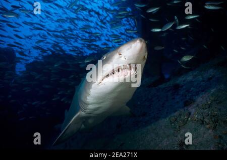 Squalo tigre di sabbia (Carcharias taurus) squalo sul relitto del Papoose, Cape Lookout, Oceano Atlantico, Carolina del Nord Foto Stock