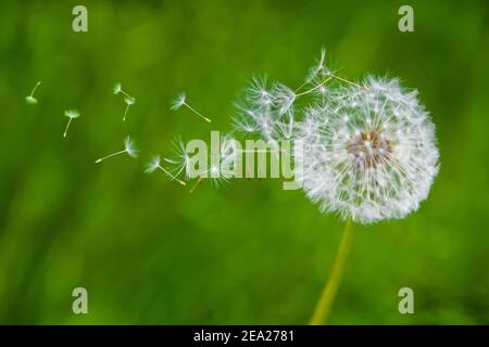 Una testa di seme di dente di leone che soffia nel vento Foto Stock