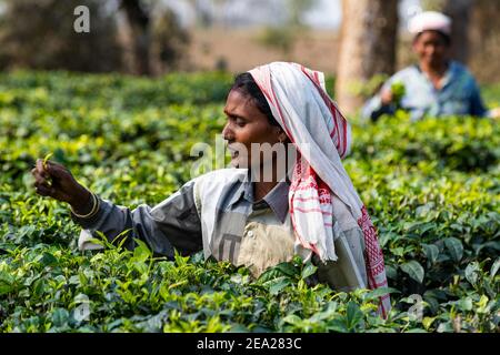 Donne che raccolgono il tè dalle piante di tè su una piantagione di tè, Assam, India Foto Stock