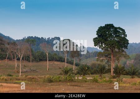 La giungla di Phuket in Thailandia è al tramonto Foto Stock