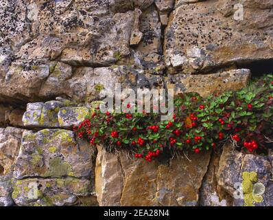 Bacche rosse di dogwood ( Cornus suecica) sulla parete rocciosa, piante, Penisola di Varanger, Norvegia Foto Stock