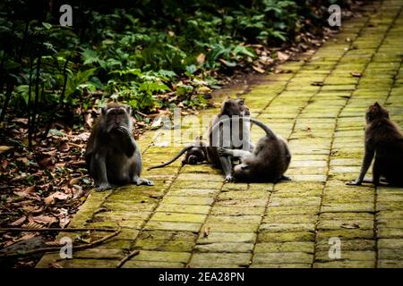 Un gruppo di macaca fascicularis (macaco a coda lunga) Scimmie che giocano sul marciapiede a Sangeh Monkey Forest Away dai turisti Foto Stock