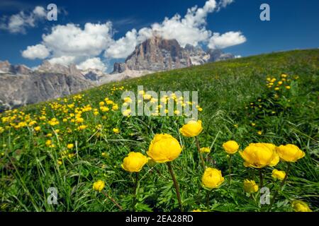 Fioritura di piante di Trollius europaeus. Fiori di montagna, prato alpino. Picco Tofana sullo sfondo. Veneto. Italia. Europa. Foto Stock