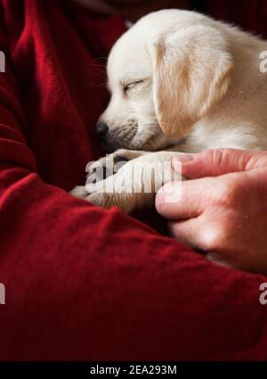 Un adorabile cucciolo giallo da laboratorio addormentato tra le braccia del padrone. Foto Stock