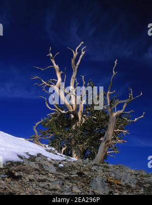 Rocky Mountain setole di pino (Pinus aristata) White Mountains, California, USA Foto Stock