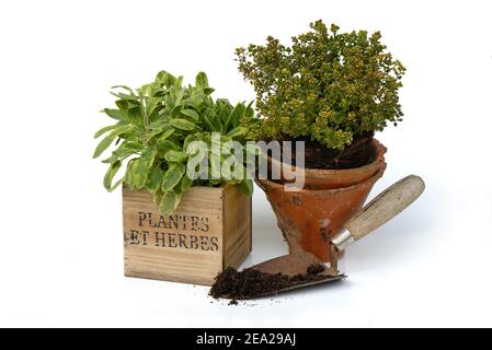 Erbe da cucina con pala da giardino, salvia officinalis colorata, varietà Icterina, timo di limone Foto Stock