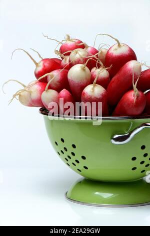 Ravanello rosso-bianco (Raphanus sativus var. Sativus) in setaccio Foto Stock