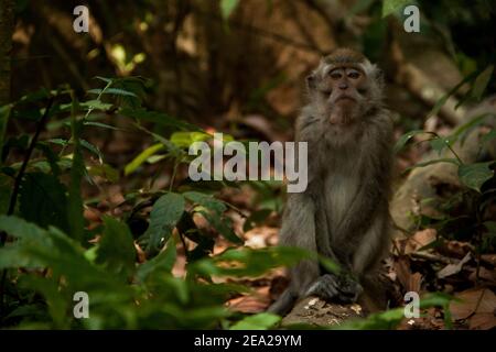 Un macaco che mangia granchi (macaca fascicularis) Stare in piedi da soli con gli occhi tristi a Sangeh Monkey Forest in Bali Foto Stock