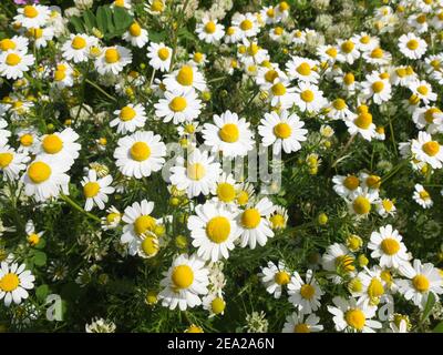 Tappeti densi di camomilla profumata (Chamaemelum nobile) Fiori su Creta in primavera Foto Stock