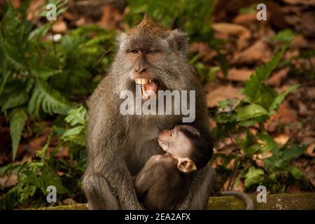 Un macaco dalla coda lunga (macaca fascicularis) sta allattando il suo bambino tra le braccia e brandisce con La sua bocca completamente aperta a Sangeh Monkey Forest Foto Stock