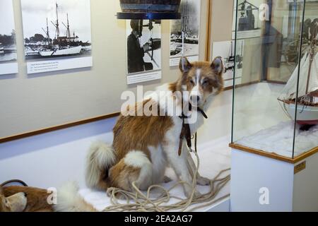 TROMSO, NORVEGIA - LUGLIO 28 2012: Cane da slitta dell'esploratore norvegese delle regioni polari Roald Amundsen è nel museo Polar. La nave di spedizione di Amundsen c Foto Stock