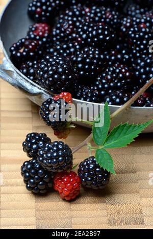 Rubus fruticosus (Rubus fruticosus) in conchiglia, immatura, matura Foto Stock