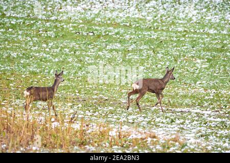 Capriolo femmina e cucito sul campo in inverno ( Capreolus capreolus ). ROE europeo Foto Stock