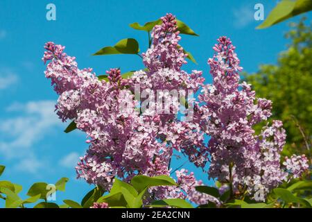 Le fioriture del lilla sono al cielo blu. Un bel mazzo di lilla primo piano. Foto Stock