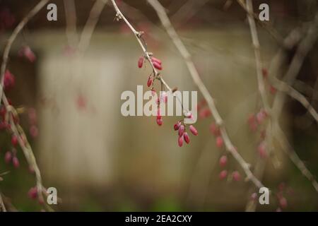 diramazione di barberry con bacche rosa mature nel giardino Foto Stock
