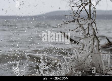 Berlino, Germania. 07 febbraio 2021. Le cicette si sono formate sui rami di un albero a Müggelsee Berlino. Le onde rimbalzano dalla riva a causa del vento. Credit: Kira Hofmann/dpa-Zentralbild/dpa/Alamy Live News Foto Stock