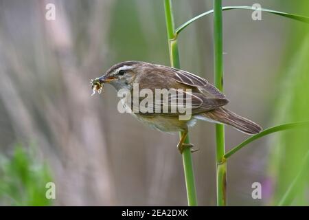 Sedge Warbler (Acrocephalus schoenobaenus) con un becco pieno di insetti. Foto Stock