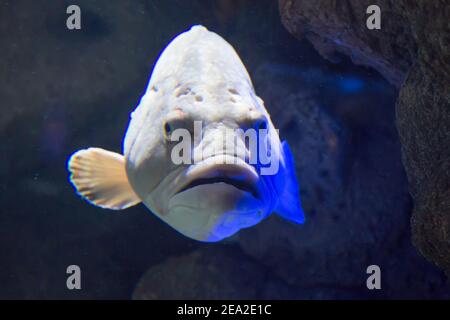 CretAquarium. Crepuscolo Grouper sotto l'acqua vicino.Aquarium nella città di Heraklion su Creta in Grecia. Horror concettuale. Foto Stock