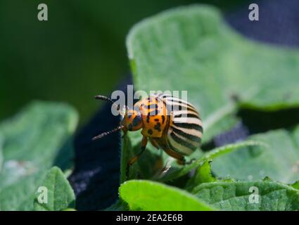 Il Colorado potato beetle sulla foglia di una pianta di patata Foto Stock