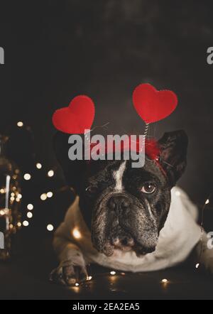 Un tiro verticale di un carino bulldog francese con un fascia cardiaca appoggiata sul pavimento con luci su un sfondo scuro Foto Stock
