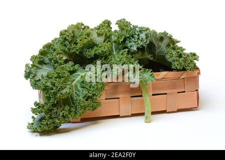 Brassica oleracea in spankorb (Brassica oleracea acephala var. Sabellica) Foto Stock