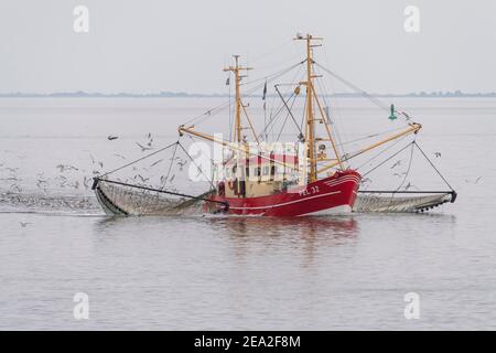 Taglierina per granchi nel Mare di Wadden, Parco Nazionale del Mare di Wadden, Mare del Nord, Frisia del Nord, Schleswig-Holstein, Germania Foto Stock