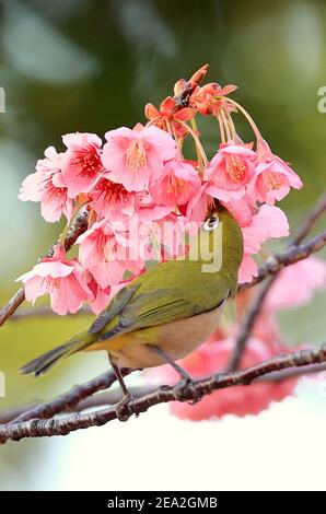 Tokyo, Giappone. 7 Feb 2021. Un uccello perch su un ramo di fioritura completa dei ciliegi all'inizio del santuario di Ebara a Tokyo domenica 7 febbraio 2021. Credit: Yoshio Tsunoda/AFLO/Alamy Live News Foto Stock