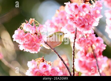 Tokyo, Giappone. 7 Feb 2021. Un uccello perch su un ramo di fioritura completa dei ciliegi all'inizio del santuario di Ebara a Tokyo domenica 7 febbraio 2021. Credit: Yoshio Tsunoda/AFLO/Alamy Live News Foto Stock