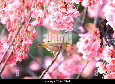 Tokyo, Giappone. 7 Feb 2021. Un uccello perch su un ramo di fioritura completa dei ciliegi all'inizio del santuario di Ebara a Tokyo domenica 7 febbraio 2021. Credit: Yoshio Tsunoda/AFLO/Alamy Live News Foto Stock