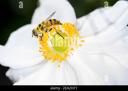 Myathropa Florea chiamato anche Flower Fly o Syrphid Fly, che riposa su UN fiore del giapponese autunno Anemone Anemone Hupehensis Var.japonica Foto Stock