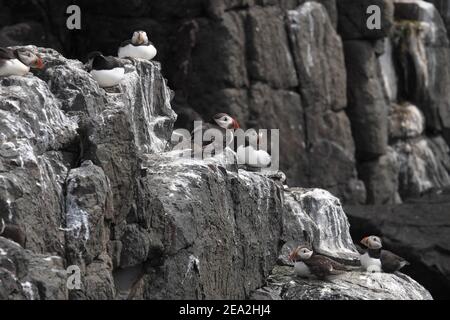 I puffini (Fratercula arctica) Foto Stock