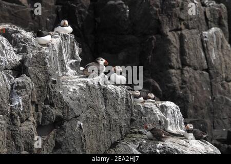 I puffini (Fratercula arctica) Foto Stock