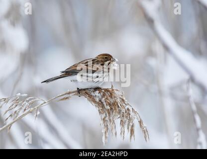 Mungimento di canna comune (Emberiza schoeniclus) che si alimenta su una canna nevosa. Foto Stock