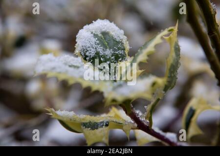 Foglie di agrifoglio variegate con neve Foto Stock