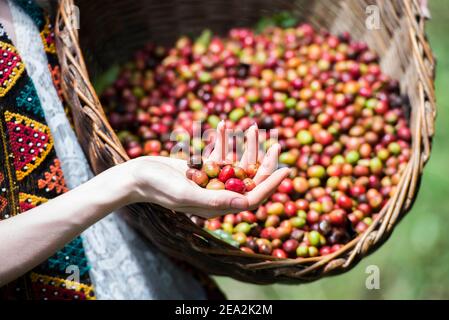 Un lavoratore sceglie una manciata di chicchi di caffè da un cestino in una piantagione di caffè a Sumatra, Indonesia. Data immagine: Mercoledì 6 dicembre 2017. Il credito fotografico dovrebbe essere: David Jensen/ EMPICS Entertainment Foto Stock