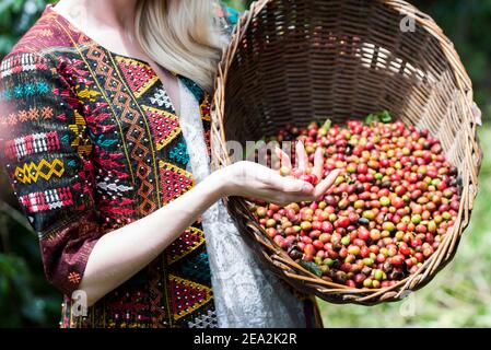 Un lavoratore sceglie una manciata di chicchi di caffè da un cestino in una piantagione di caffè a Sumatra, Indonesia. Data immagine: Mercoledì 6 dicembre 2017. Il credito fotografico dovrebbe essere: David Jensen/ EMPICS Entertainment Foto Stock