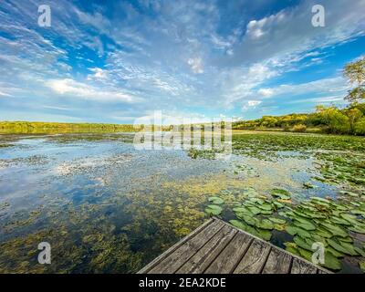 Spettacolare cielo nuvoloso blu su un lago del Minnesota riempito di palle di giglio verdi da un molo di pesca in estate Foto Stock