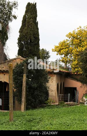 Old lavanderia - paesaggio, mimosa, fiori - Saint Tropez, Francia - 07 febbraio 2021 - n. Foto Stock