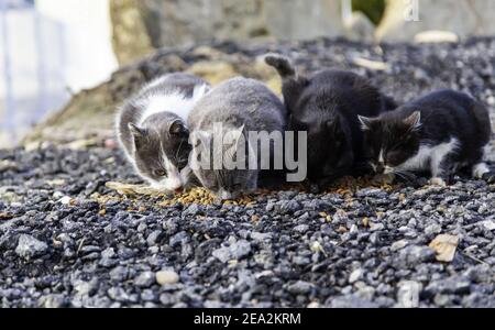 Mandria di gatti randagi che mangiano per strada, animali abbandonati, peste Foto Stock