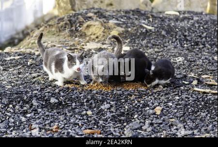 Mandria di gatti randagi che mangiano per strada, animali abbandonati, peste Foto Stock